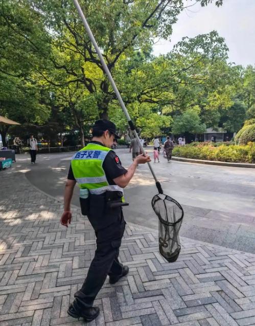 西湖边一条&ldquo;青蛇&rdquo;被围观